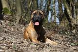 BULLMASTIFF 464